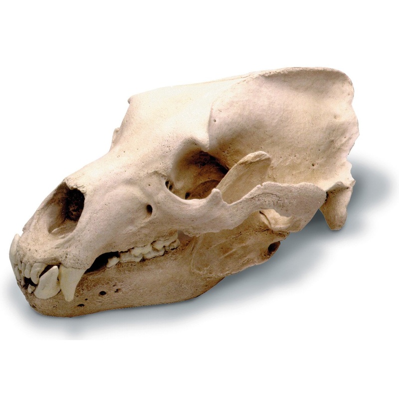Skullduggery 0210-1 Grizzly Bear Skull With Stand- Replica